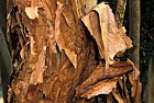 Fuchsia excorticata tree fuchsia bark