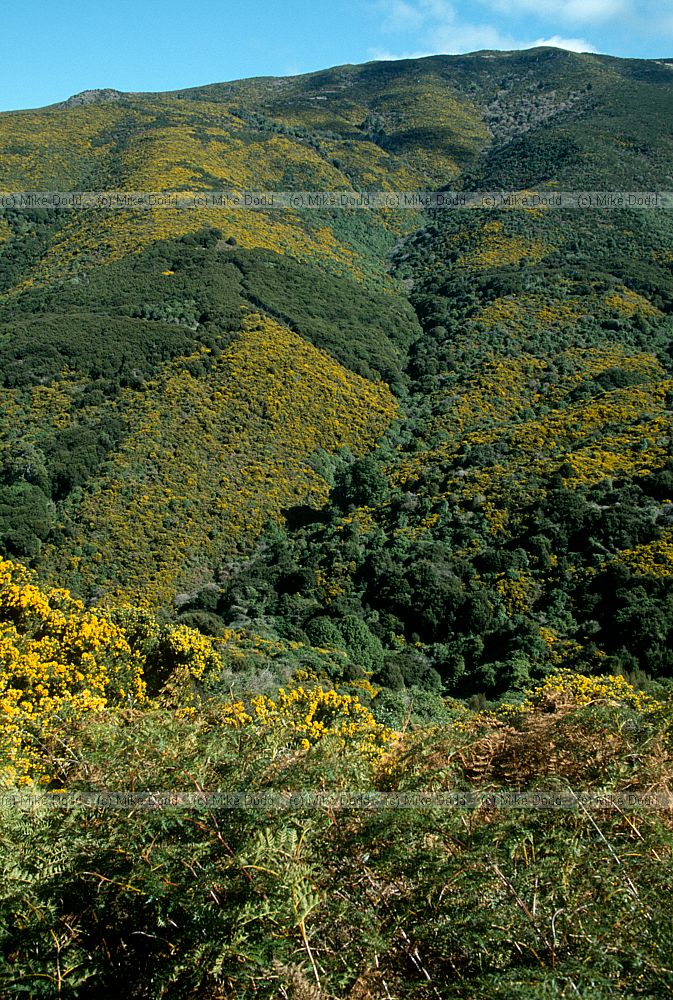 Alien gorse Ulex europaeus invading Banks Peninsula