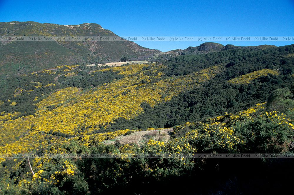Alien gorse Ulex europaeus invading Banks Peninsula