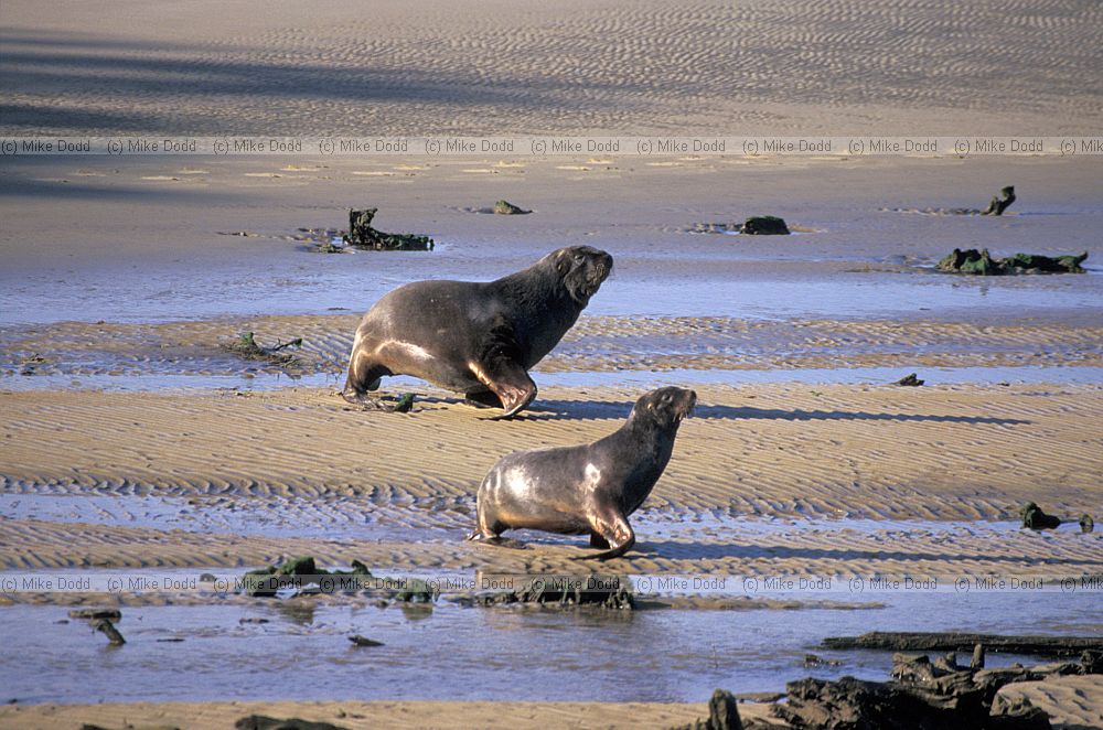 Phocarctos hookeri Hookers sealion Catlins