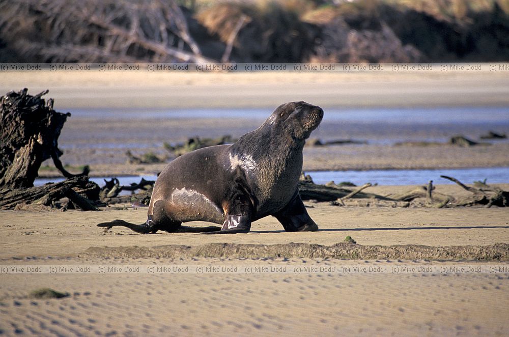 Phocarctos hookeri Hookers sealion Catlins
