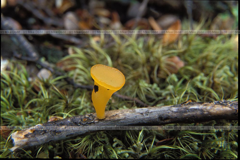 Jelly fungus Arthurs pass