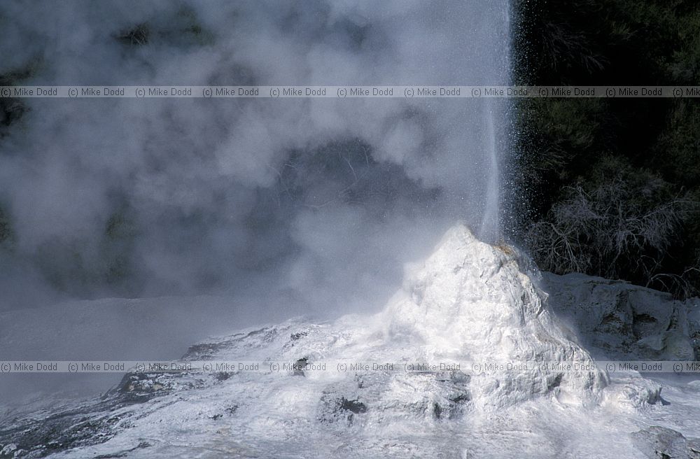 Lady Knox geyser Waiotapu