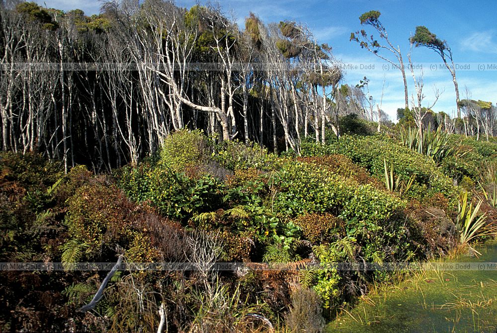 Three layered forest Haast west coast