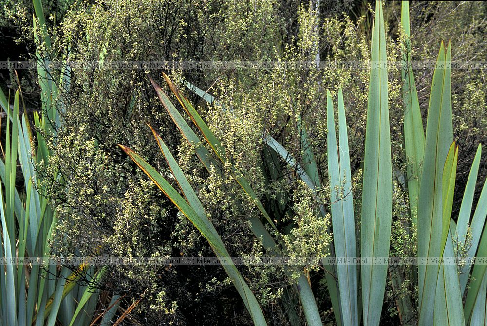 Leaf contrasts catlins