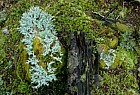 Lichen and moss at Arthurs pass