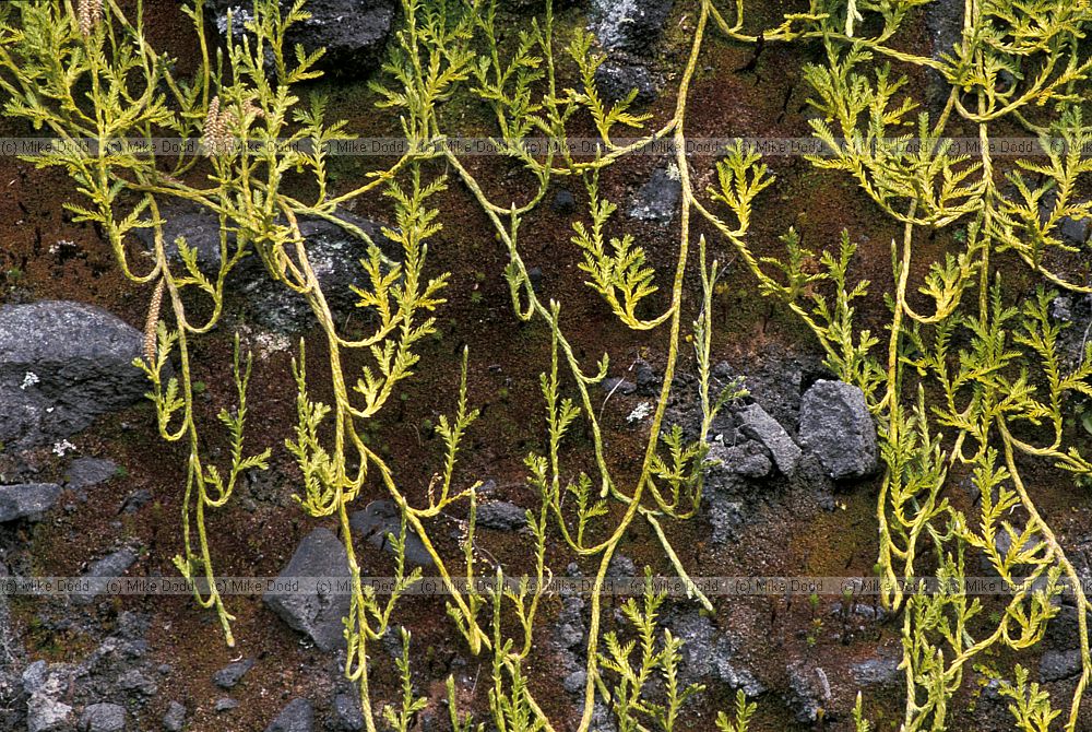 Lycopodium sp at mt Taranaki