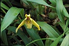 Maxillaria porphyrostele orchid New Plymouth botanic garden