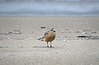 New Zealand dotterel at Opoutere