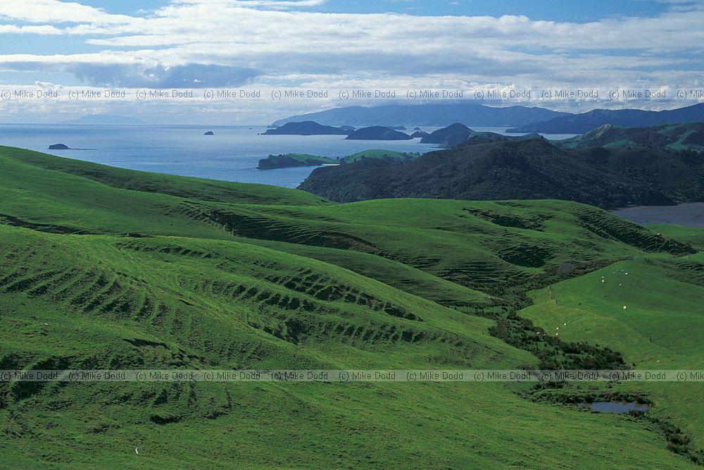 hillside near Coromandel