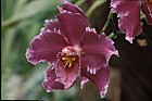 Odontoglossum orchid New Plymouth botanic garden