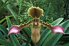 Paphiopedilum hirsutissimum orchid New Plymouth botanic garden