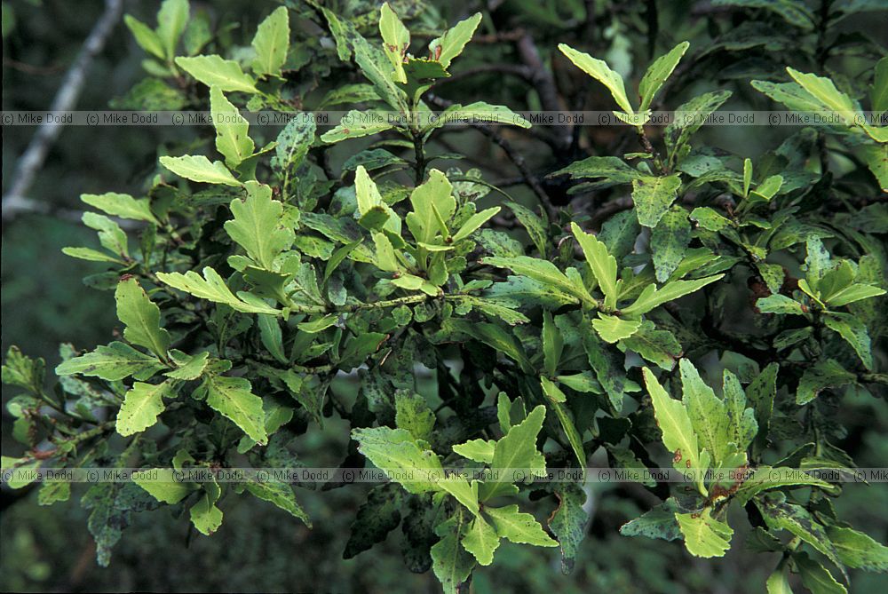 Phyllocladus alpinus at Arthurs pass mountain toatoa mountain celery pine