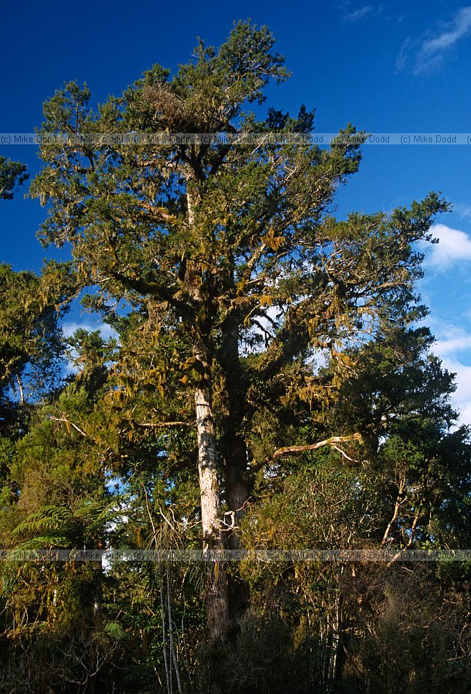 Dacrydium cupressinum Rimu