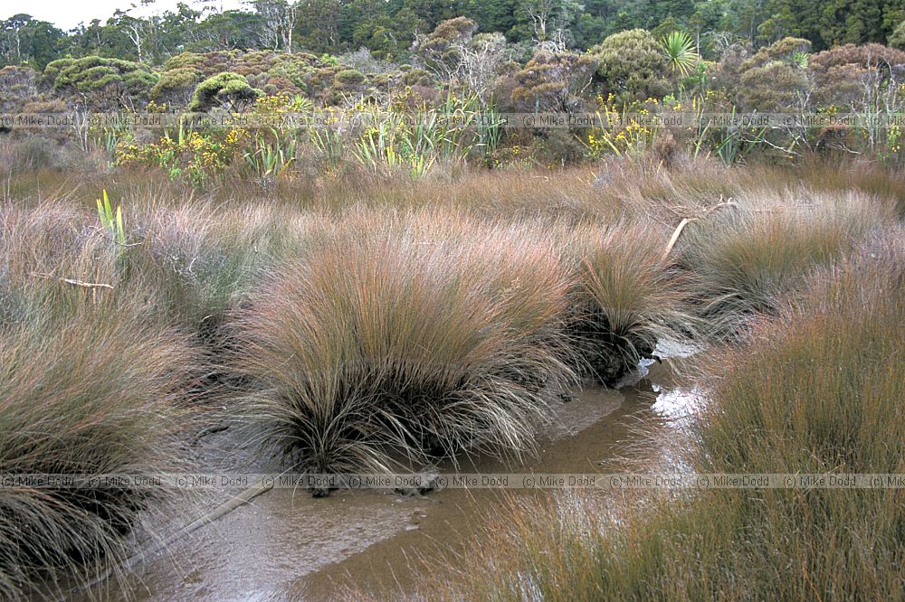 Saltmarsh at Carters mill
