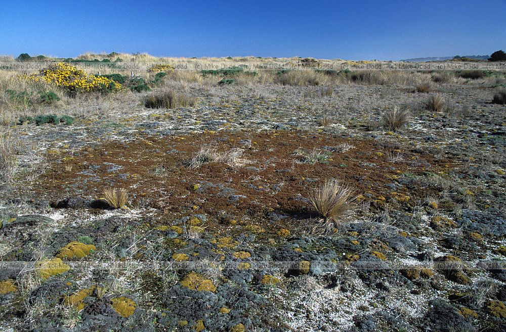 Scab plants crysals beach