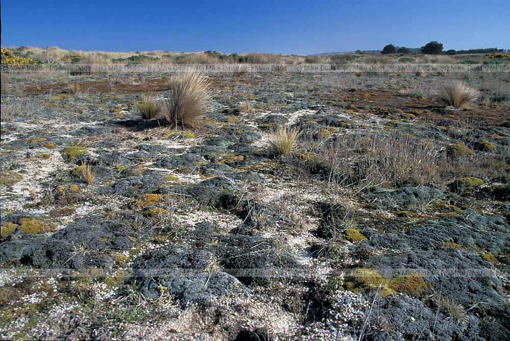 Scab plants Chrystalls Beach now changed name to Crystals beach