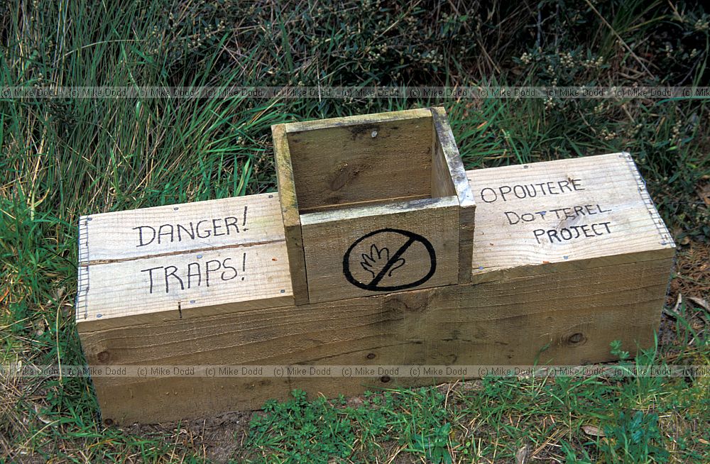 Stoat trap Opoutere New Zealand dotterel project