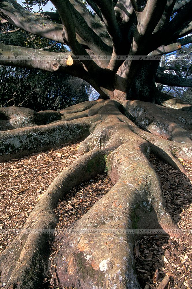 Tree roots Auckland
