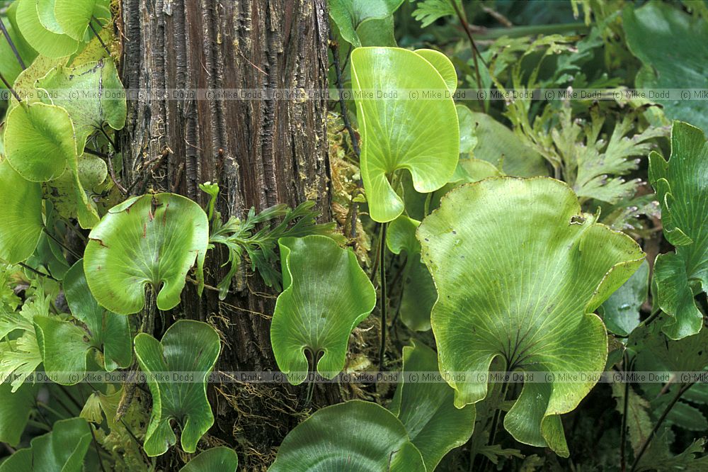 Trichomanes reniforme New Plymouth botanic garden