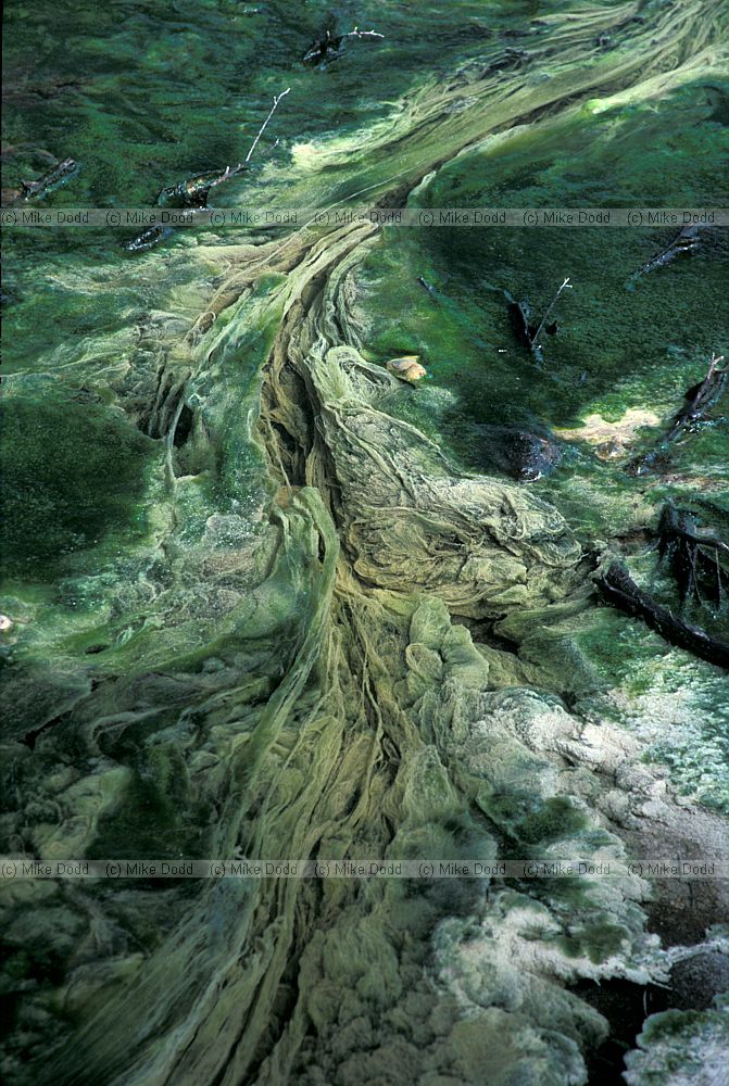 Algae in hot springs Waiotapu