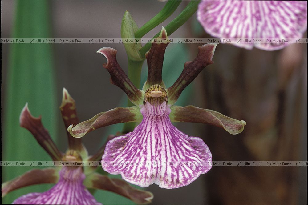 Zygopetalum orchid New Plymouth botanic garden