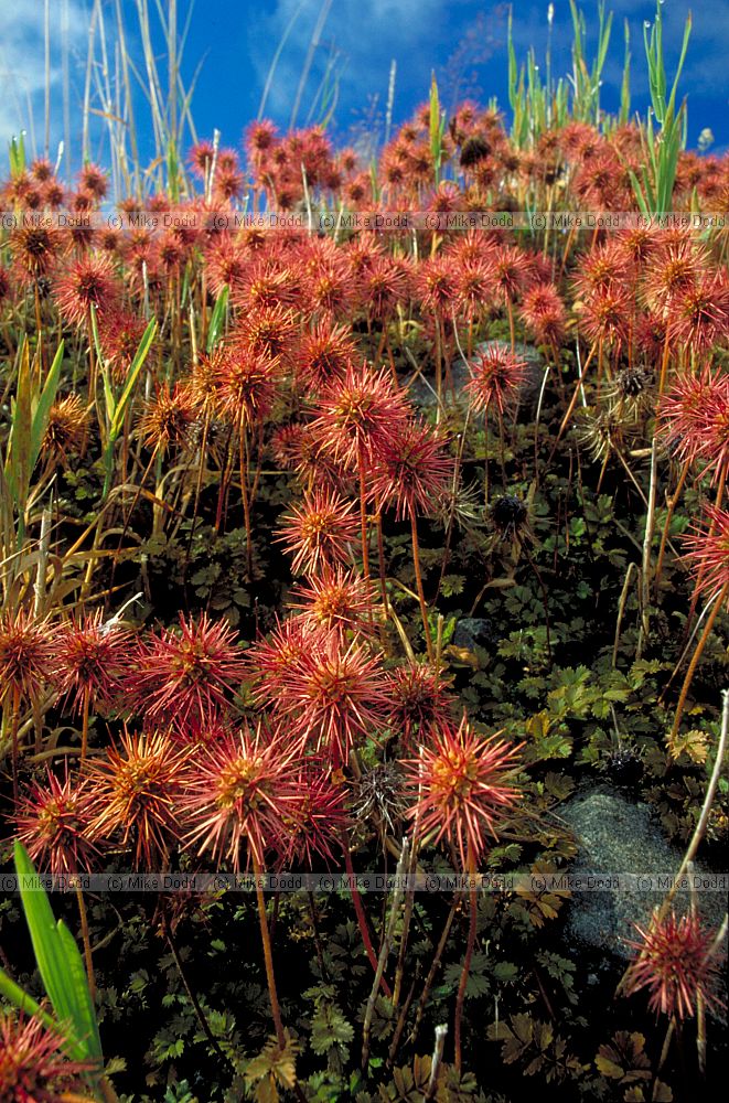 Acaena microphylla at Arthurs pass