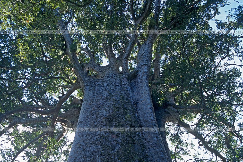 Agathis australis Kauri near Thames