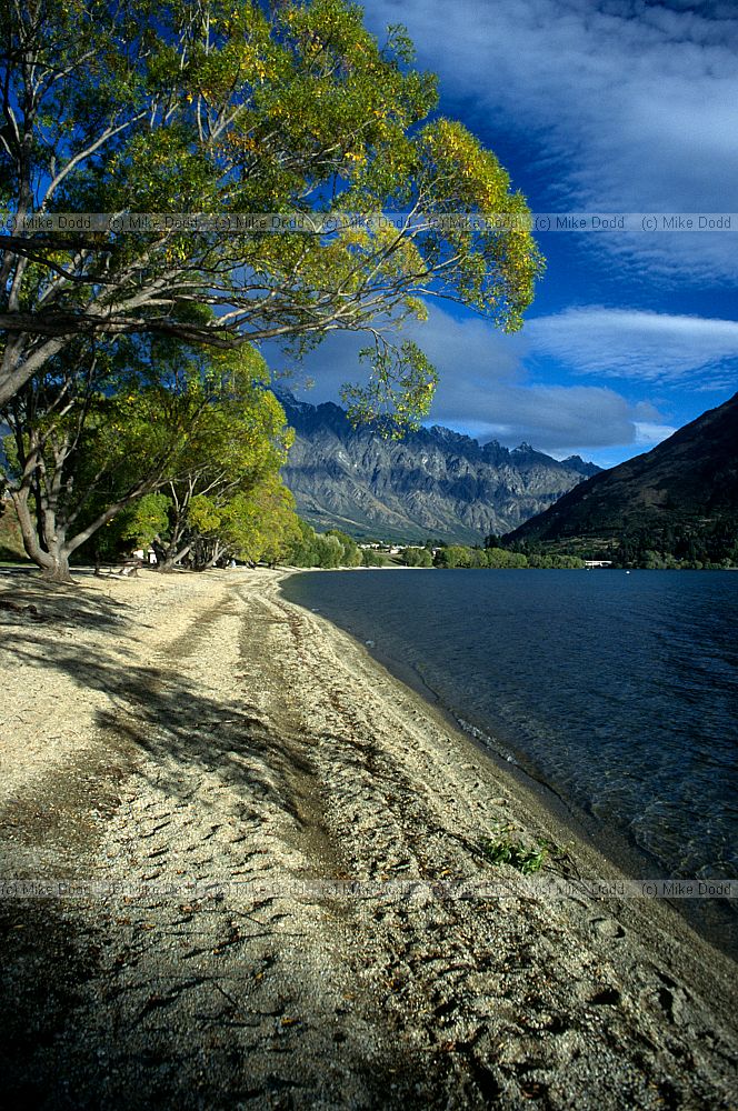 Willows over beach Queenstown