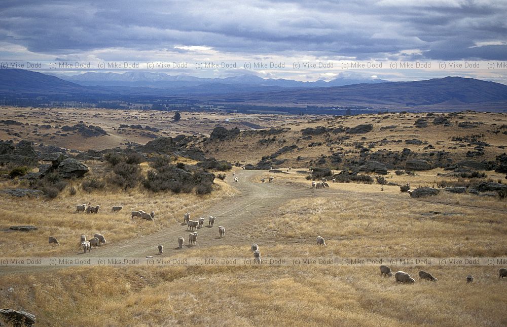 Central Otago dry grassland