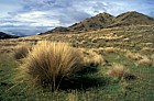Chinochloa grassland South Otago