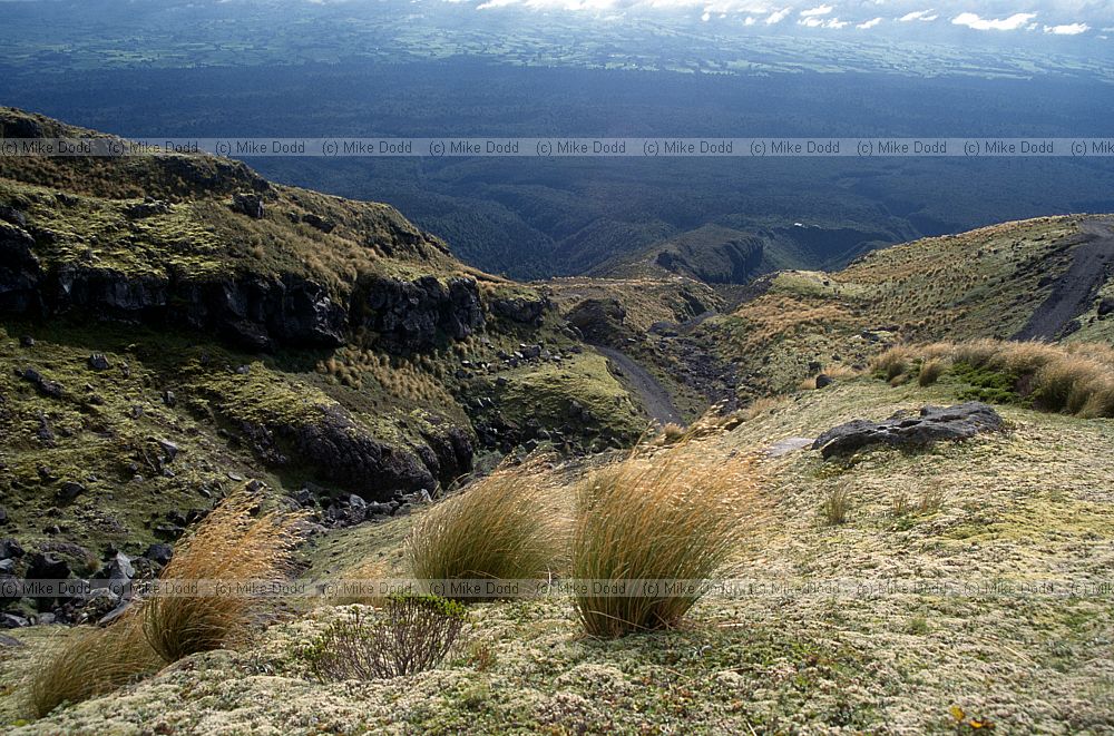 Chinochloa and moss mt Taranaki