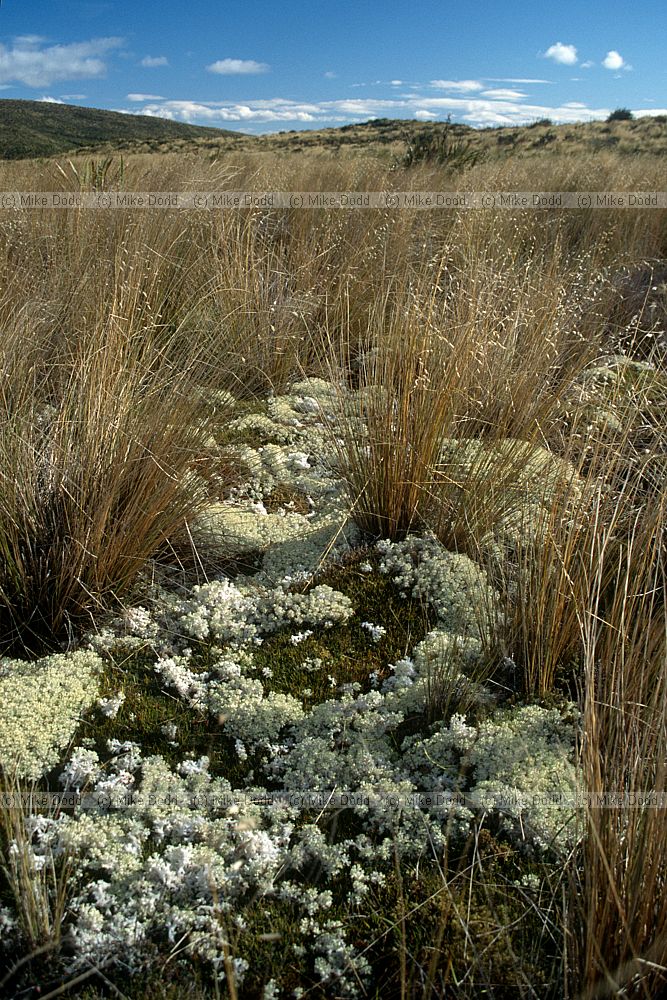 Cladia retipora in bog swampy mountain Dunedin