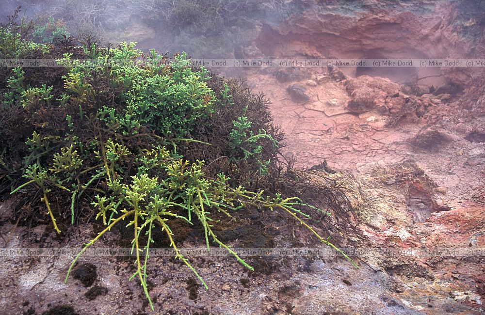 Clubmoss at craters of the moon Taupo
