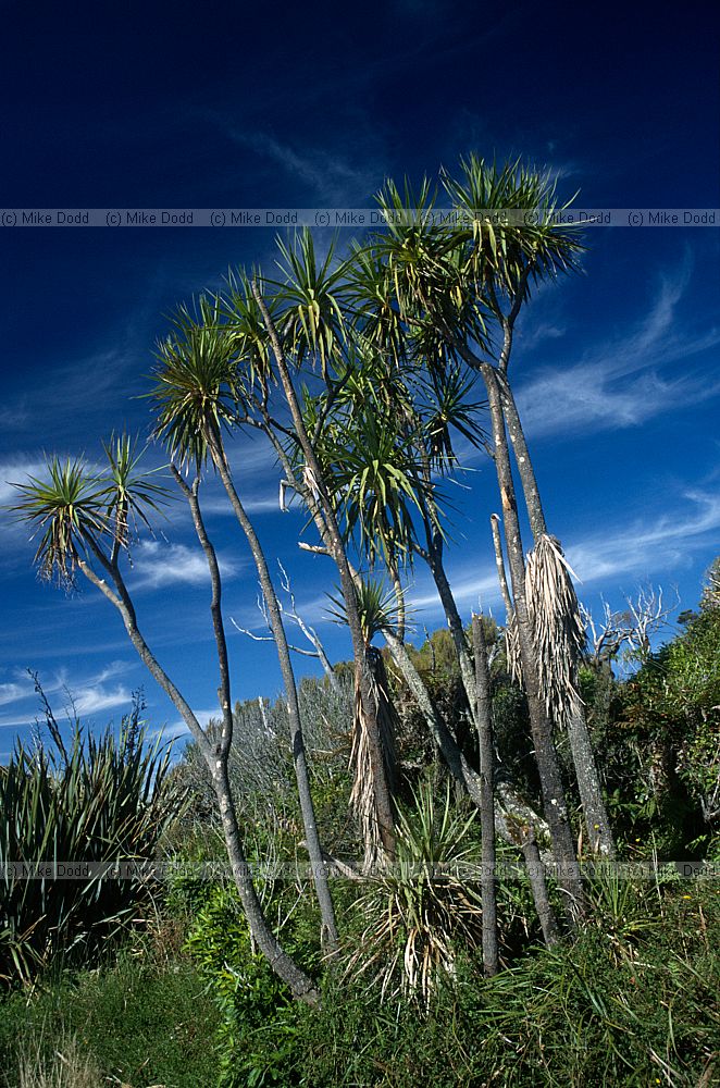 Cordyline australis Cabbage tree at Haast dunes