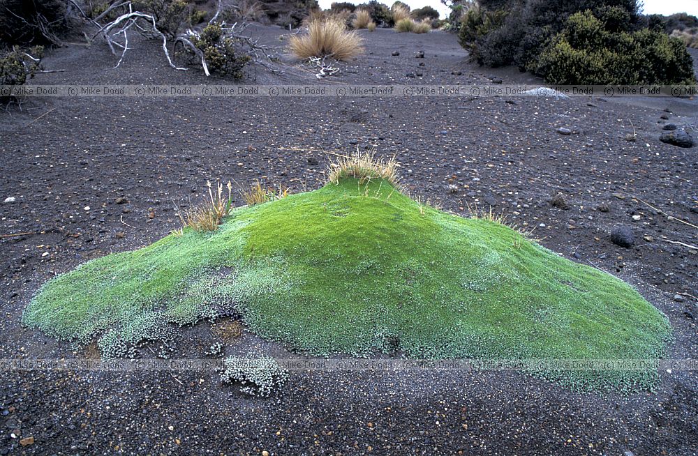 Cushion plant Desert road