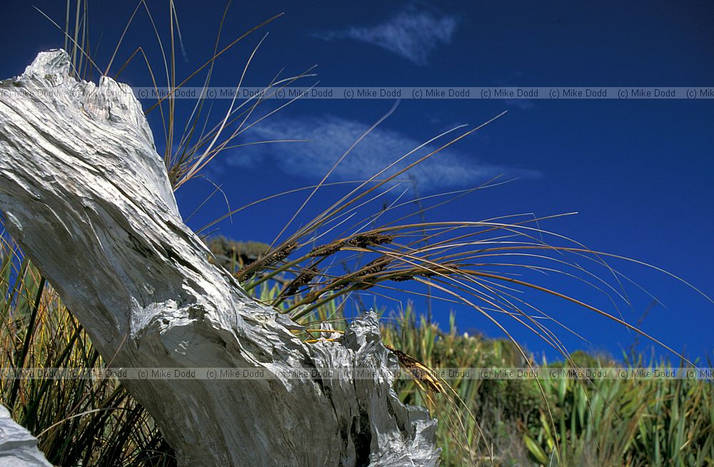 Desmoshoenus spiralis sedge and driftwood Haast dunes