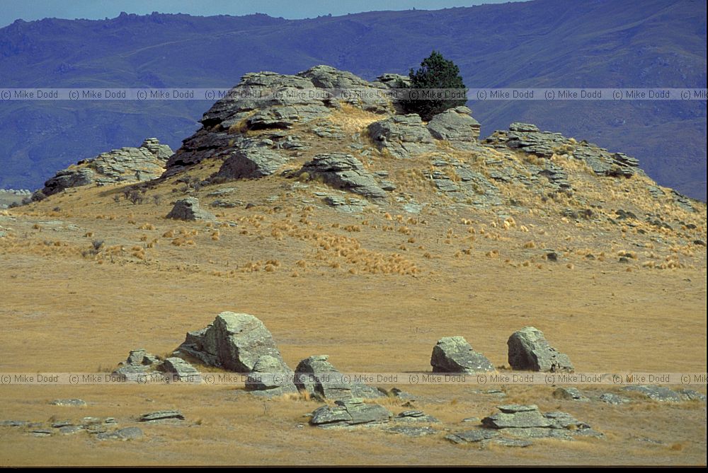 Dry grassland central Otago