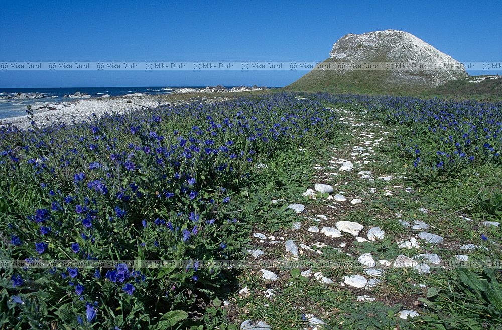 Echium sp at Kaikoura