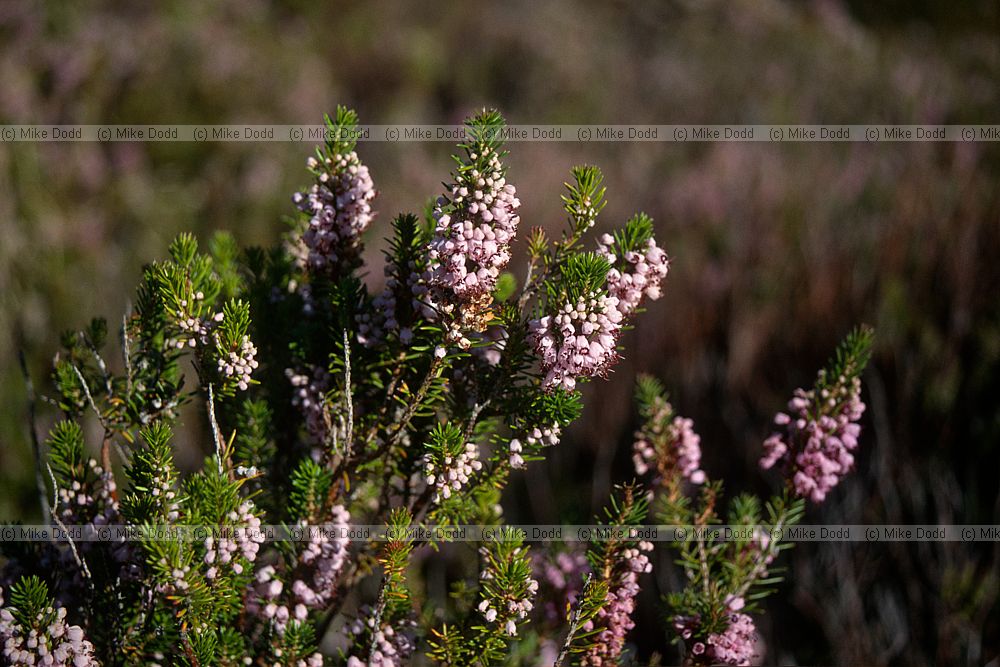Erica vagans Cornish heath and alien plant in NZ