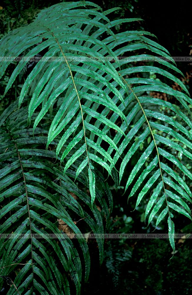 Fern at Milford sound