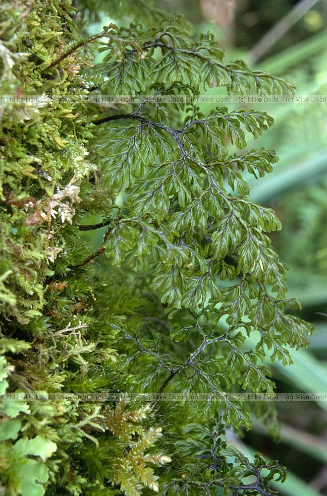 Filmy fern mount Taranaki