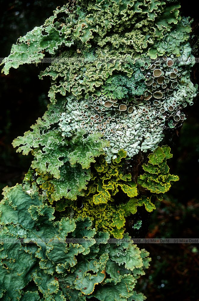 Lichens near mount Cook