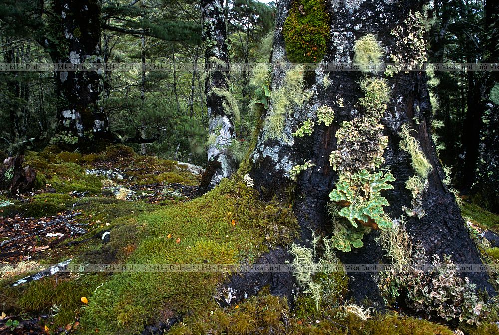 Lichens and Nothofagus forest Lewis pass