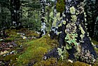 Lichens and Nothofagus forest Lewis pass