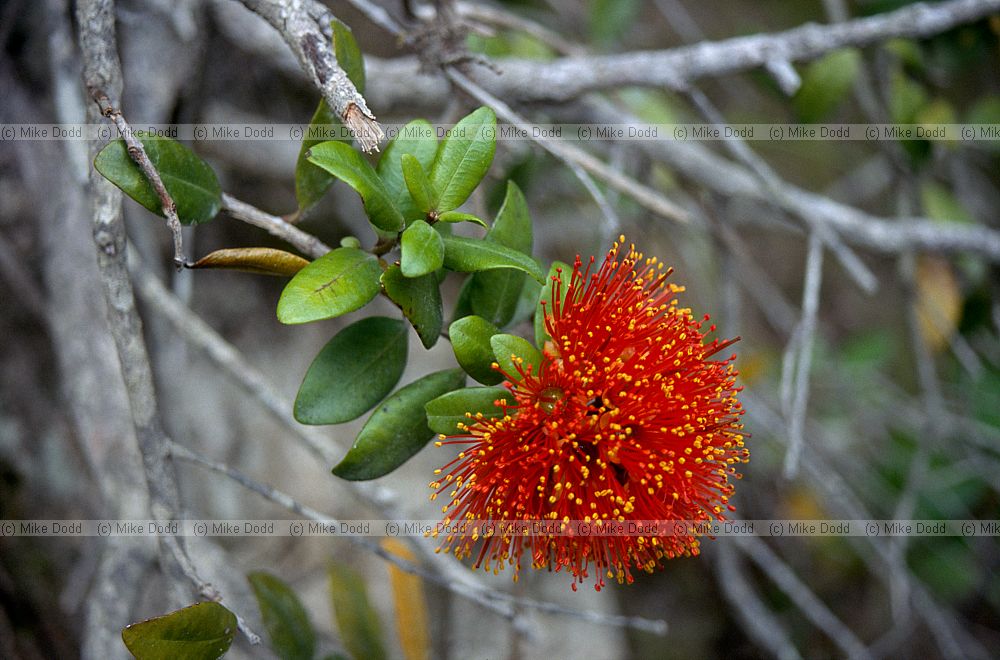 Metrosideros at Abel Tasman