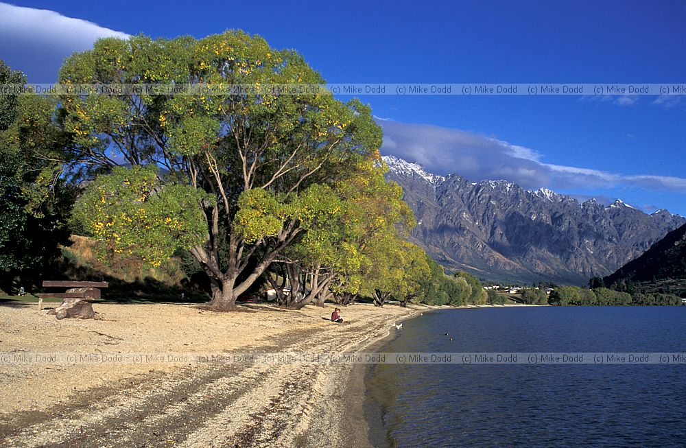 Willows on beach near Queenstown