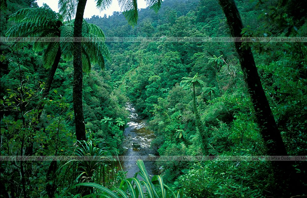 Rainforest with tree ferns Aorere