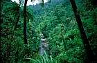 Rainforest with tree ferns Aorere