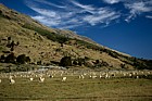sheep near Haast pass